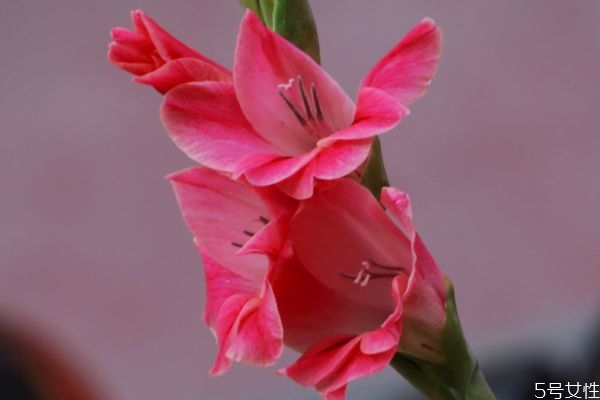 唐菖蒲的种植方法和时间,唐菖蒲的养殖方法和注意事项 唐菖蒲的种植方法和时间,唐菖蒲的养殖方法和注意事项