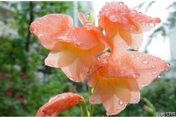 菖蒲的功效和作用,菖蒲的药效