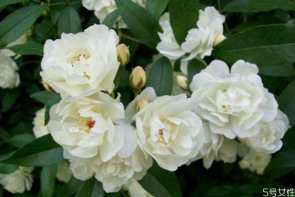 木香花的功效和作用,木香花的功效和药用价值 木香花的功效和作用,木香花的功效和药用价值