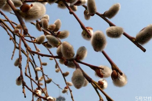 银芽柳会开花吗,银柳的花期有多长