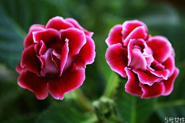 大岩桐什么时候种植最好,大岩桐花的种植方法 大岩桐什么时候种植最好,大岩桐花的种植方法