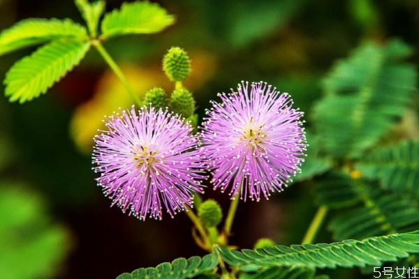 含羞草有啥作用,含羞草有什么坏处