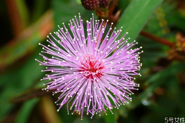 含羞草几月几日开花,含羞草几月开花结果 含羞草几月几日开花,含羞草几月开花结果