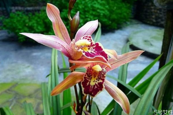 夏兰是什么兰,春兰的作用和功效