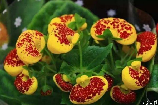 蒲包是什么东西,蒲包花的养殖方法和注意事项 蒲包是什么东西,蒲包花的养殖方法和注意事项