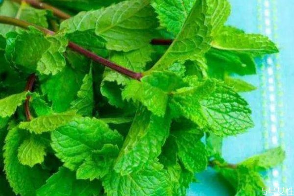 猫薄荷和猫草一样吗,猫草跟猫薄荷区别