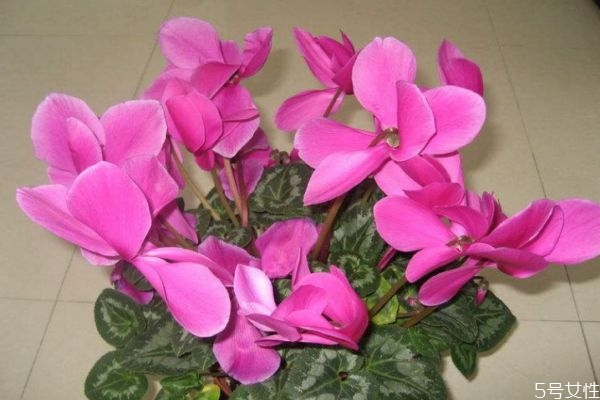 兔子花有香味吗,为什么有的兔子是香的