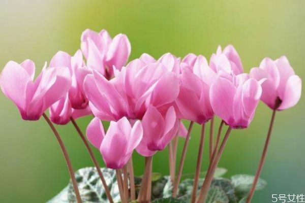 兔子花是什么花,兔子怎么花? 兔子花是什么花,兔子怎么花?