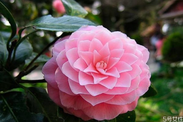 山茶花有什么好处,山茶花茶的功效和作用