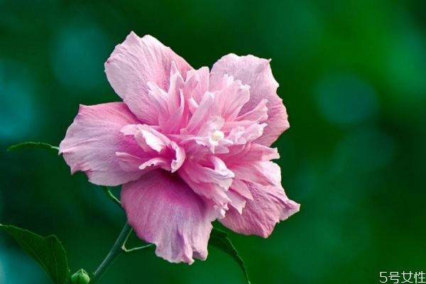 木槿花的作用,木槿花的功效和作用及食用方法