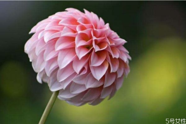 大理菊图片,大理菊的样子