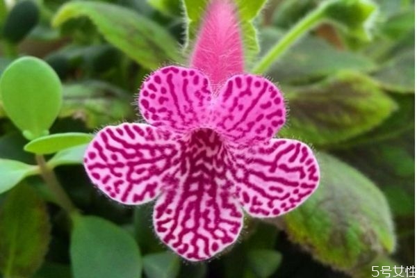 大岩桐是多年生植物吗,大岩桐怎么种