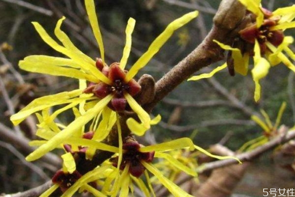 金缕梅的作用,金缕梅的副作用