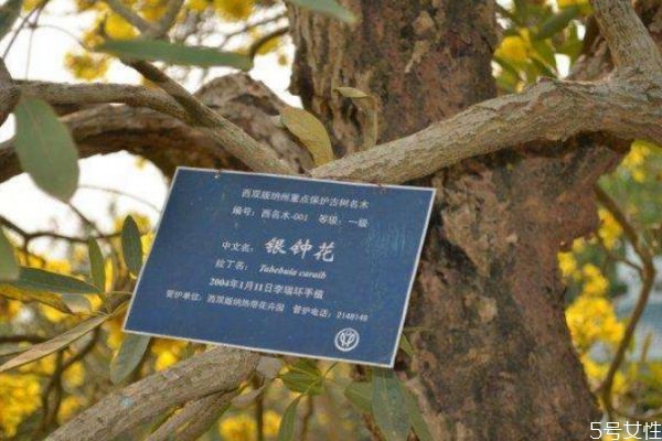 银钟花的功效和作用,金钟花的功效和作用