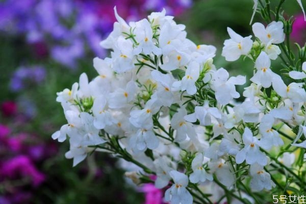 香雪球图片,香雪球长什么样