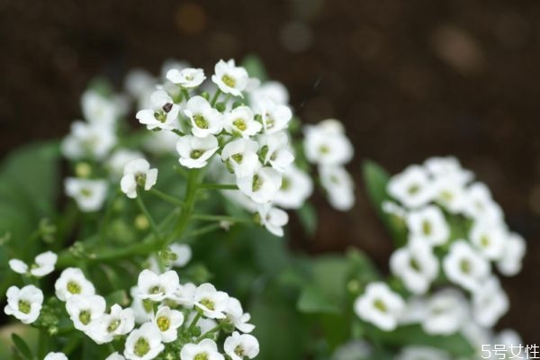 香雪球香吗,香雪球长什么样