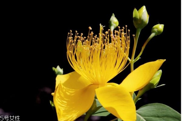 金丝梅有香味吗,红梅花有香味吗