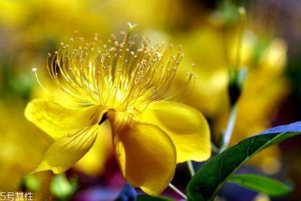 金丝桃科属,金丝桃属植物有哪些