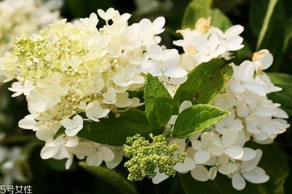 绣球花有多少种颜色,绣球花什么颜色最好看