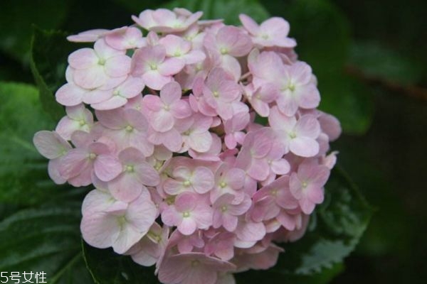 绣球花的作用,什么是绣球花