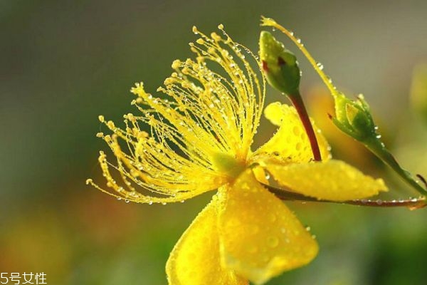 金丝梅的功效和作用,金丝梅果功效