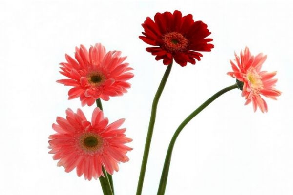 扶郎是什么花,扶郎花是什么花