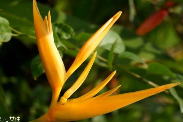 鹤望兰的作用,望鹤兰和鹤望兰的区别