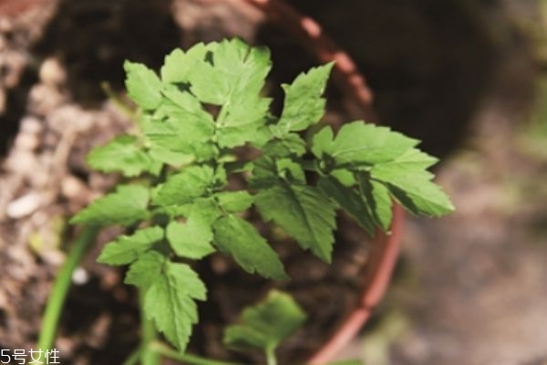 野菜的种类有什么呢(野菜有哪几种)