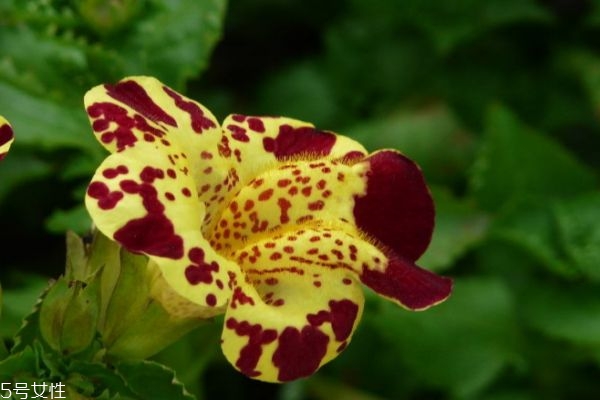 猴面花好养吗,猴面花图片大全