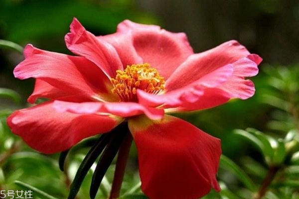 半枝莲的作用是什么,半枝莲的功效和作用 15大作用不看后悔!