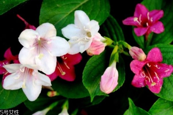 锦带花的养殖方法和注意事项,锦带花什么时候移栽最好