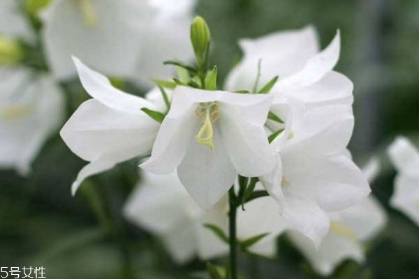 风铃草的功效和作用,风铃草是什么东西