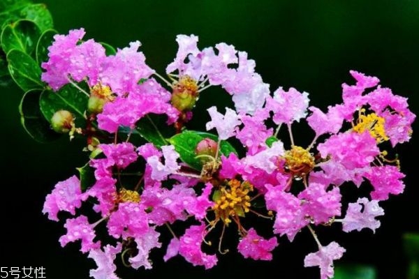 紫薇花种植方法,紫薇花的养殖方法