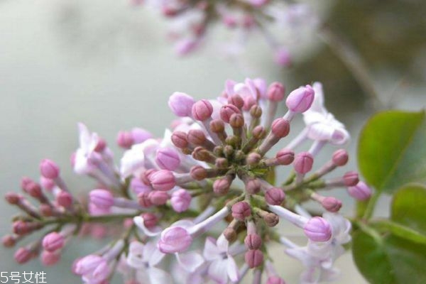 紫丁香有什么用处,紫丁香的作用和功效 紫丁香有什么用处,紫丁香的作用和功效
