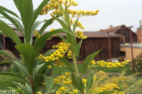 麒麟草的功效,麒麟草是什么东西?
