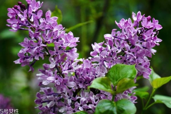 紫红丁香怎么种植,紫丁香好养吗