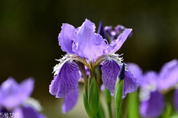 鸢尾花花期多久,鸢尾花种植多久?才能开花? 鸢尾花花期多久,鸢尾花种植多久?才能开花?