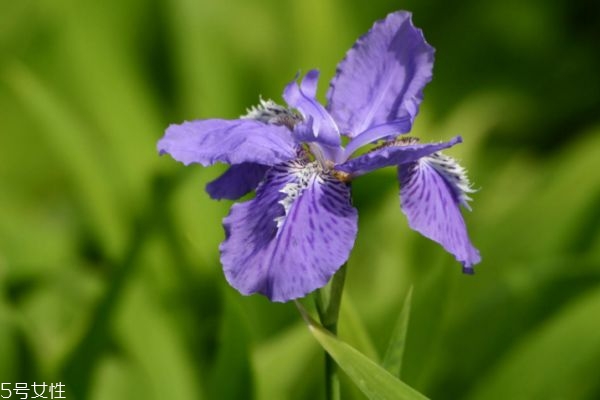 鸢尾花生长在什么环境,鸢尾花的种植和管理 鸢尾花生长在什么环境,鸢尾花的种植和管理