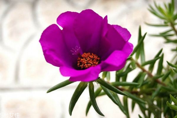 太阳花多长时间浇一次水,太阳花需要每天浇水吗