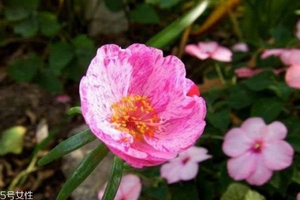 太阳花的生长环境,太阳花生长在什么地方 太阳花的生长环境,太阳花生长在什么地方