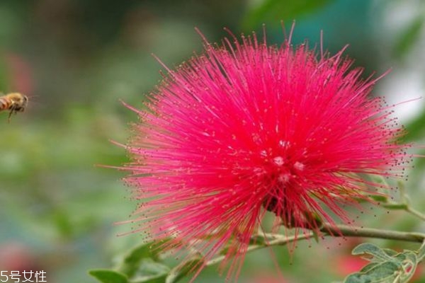 合欢花可以泡茶吗,合欢花泡茶什么功效