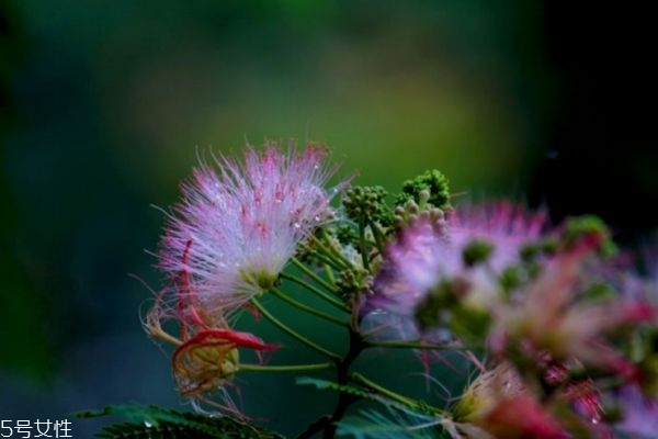 合欢花的作用是什么,合欢花有什么副作用