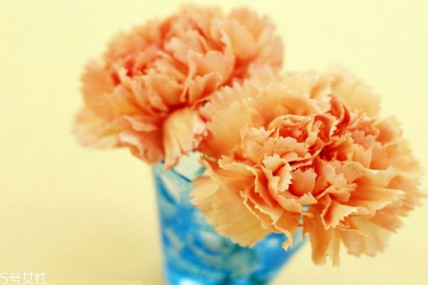 康乃馨怎样种植,康乃馨的种植方法需要注意些什么 康乃馨怎样种植,康乃馨的种植方法需要注意些什么