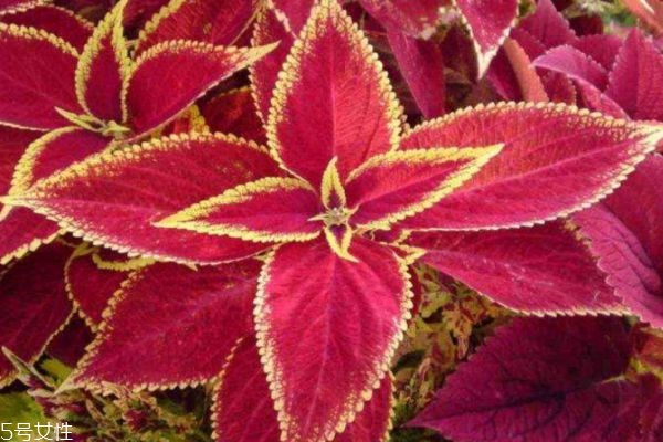 彩叶草的功效和作用,彩叶草的花语