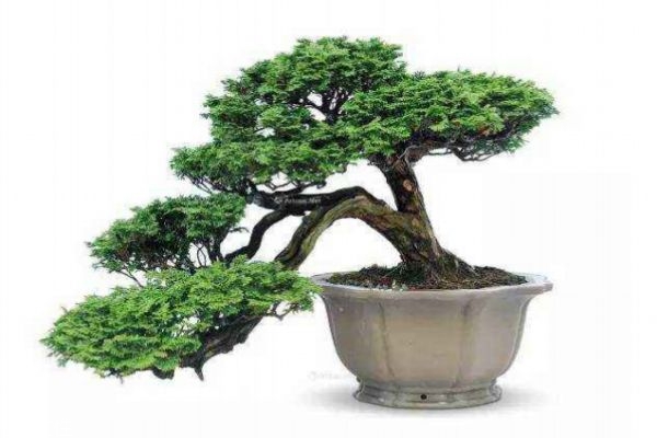 密罗木有什么作用 密罗木有什么作用