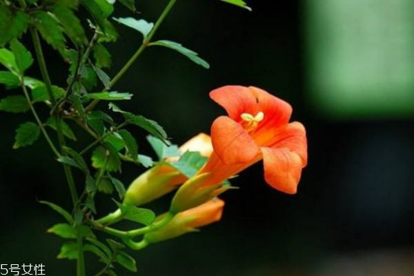 凌霄有什么作用呢,凌霄的作用和功效 凌霄有什么作用呢,凌霄的作用和功效