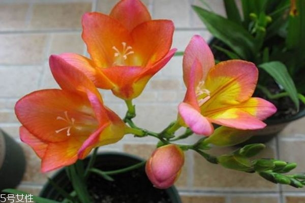 小苍兰花的花语,小苍兰的花语和传说