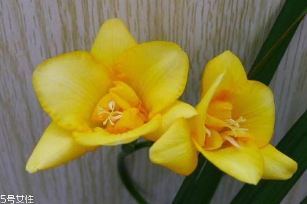 小苍兰有什么功效,一叶子小苍兰好用吗