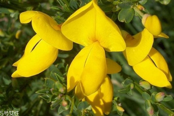金雀花的种植方法,黄金雀花怎么养