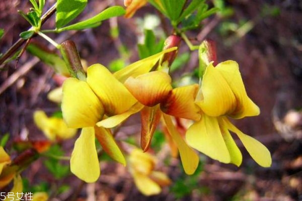 金雀花有什么作用呢,金雀花的作用和功效